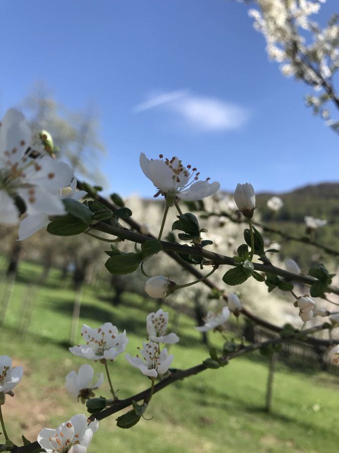 Peraj Guesthouse Vermosh Bagian luar foto